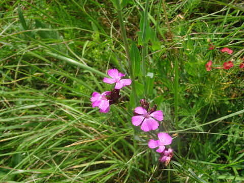 Kräuterwanderung Nelke